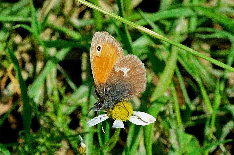 Kleines Wiesenvoegelchen Coenonympha pamphilus 2